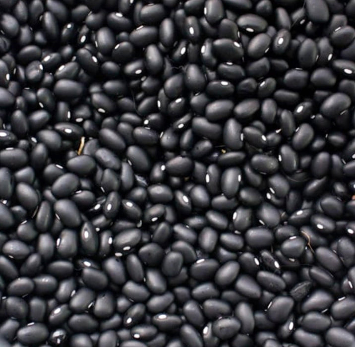 - BoxGardenSeedsLLC - Black Turtle, Dry Bush Beans, - - Seeds