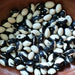 Calypso, Dry Bush Beans, - BoxGardenSeedsLLC -Beans / Dry Beans - Seeds