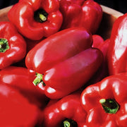 Autumn Bell, Sweet Bell Pepper - BoxGardenSeedsLLC -Peppers,Eggplants - Seeds