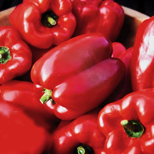 Autumn Bell, Sweet Bell Pepper, -- BoxGardenSeedsLLC -Peppers,Eggplants - Seeds