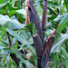 Double Red, Sweet Corn, - BoxGardenSeedsLLC -Corn - Seeds