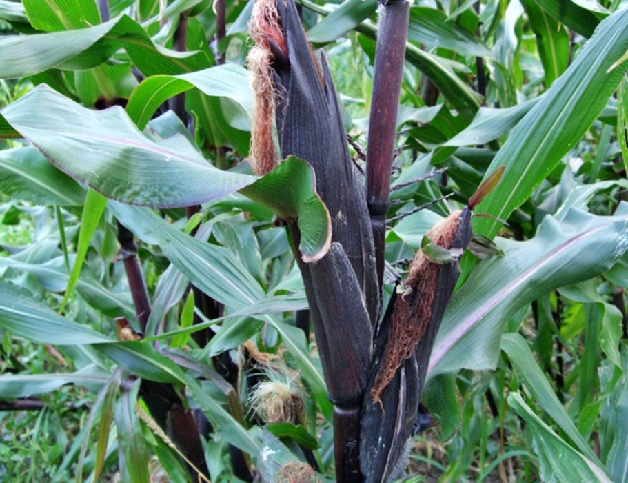 Double Red, Sweet Corn, - BoxGardenSeedsLLC -Corn - Seeds