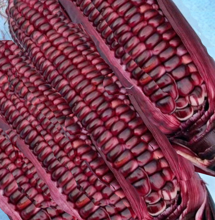 Double Red, Sweet Corn, - BoxGardenSeedsLLC -Corn - Seeds