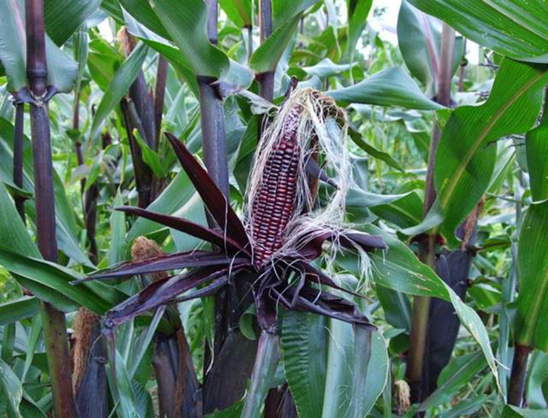 Double Red, Sweet Corn - BoxGardenSeedsLLC - Corn - Seeds - USA Seller, Thank you for shopping here today, Naturally Grown GMO Free Seeds, Heirloom Open Pollinated Seeds, Fresh Top Quality Premium Seeds
