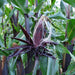 Double Red, Sweet Corn, - BoxGardenSeedsLLC -Corn - Seeds