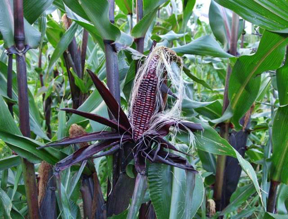 Double Red, Sweet Corn, - BoxGardenSeedsLLC -Corn - Seeds