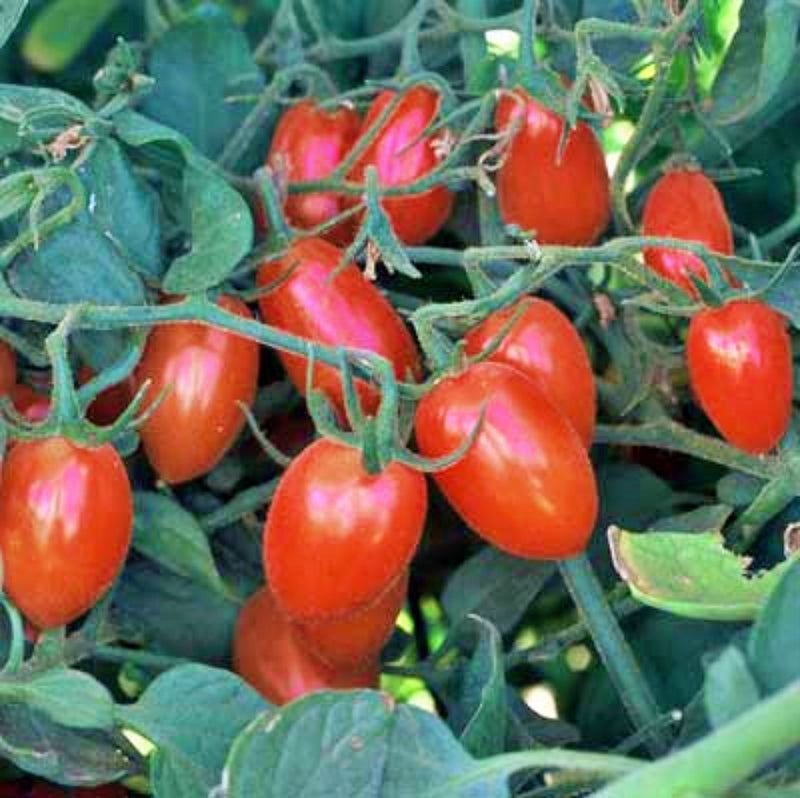 Cherry Roma, Tomato - BoxGardenSeedsLLC - Tomatoes,Tomatillos - Seeds - 