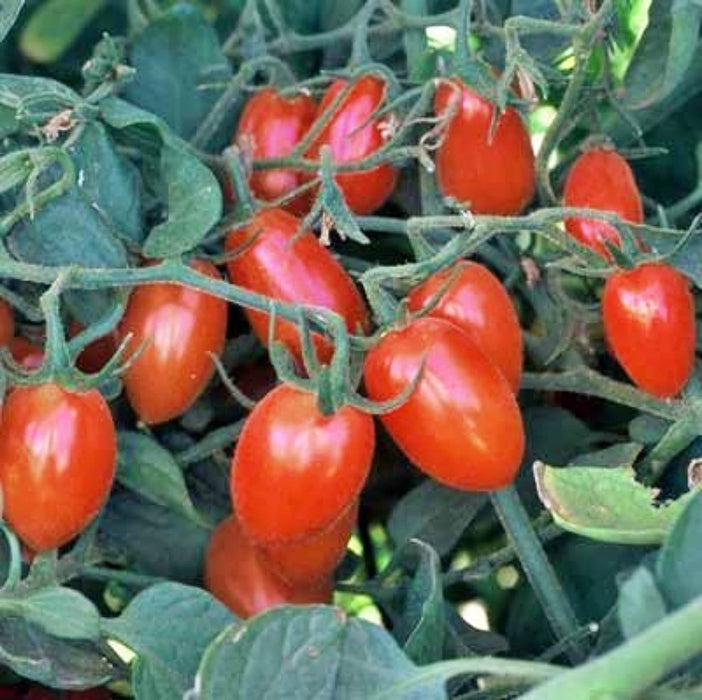 Cherry Roma, Tomato, - BoxGardenSeedsLLC -Tomatoes,Tomatillos - Seeds