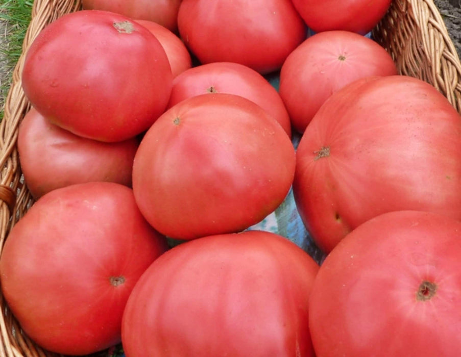 Giant Pink Belgium, Tomato, - BoxGardenSeedsLLC -Tomatoes,Tomatillos - Seeds