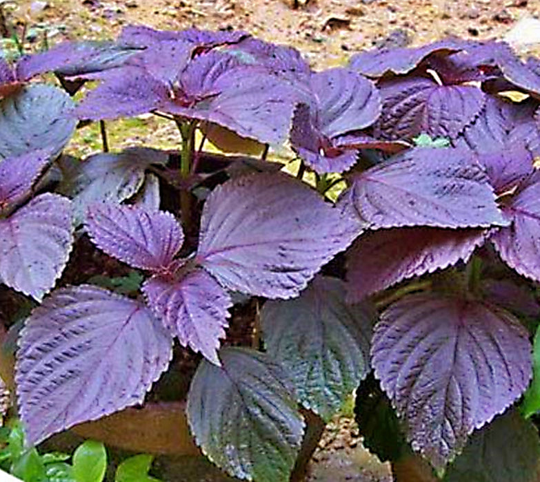 Purple Shiso Heirloom Herb Seeds Culinary Culinary & Medicinal Herbs Vegetable Gardening GMOFree -- BoxGardenSeedsLLC -Culinary/Medicinal Herbs - Seeds