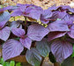 - BoxGardenSeedsLLC - Purple Shiso Heirloom Herb Seeds Culinary Herbs Vegetable Gardening GMOFree - Culinary/Medicinal Herbs - Seeds