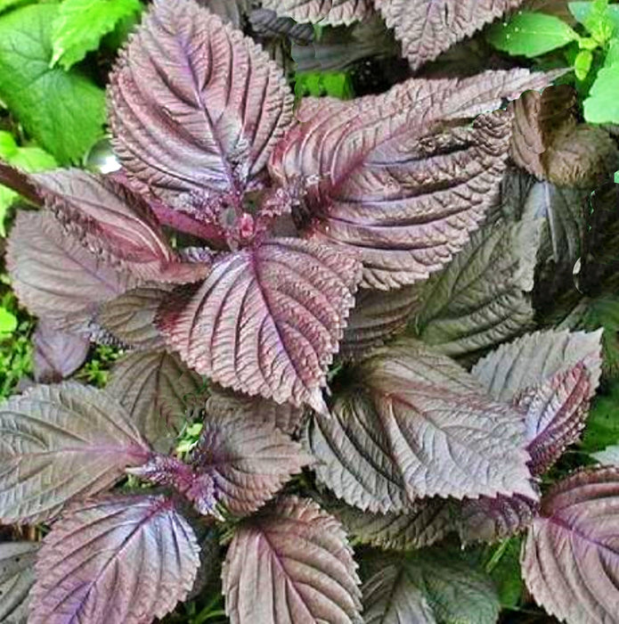 Red Shiso, Culinary & Medicinal Herbs, -- BoxGardenSeedsLLC -Culinary/Medicinal Herbs - Seeds