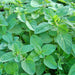 Italian Oregano, Culinary & Medicinal Herbs, - BoxGardenSeedsLLC -Culinary/Medicinal Herbs - Seeds