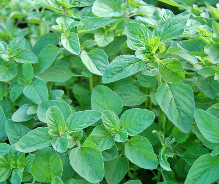 Italian Oregano, Culinary & Medicinal Herbs, -- BoxGardenSeedsLLC -Culinary/Medicinal Herbs - Seeds