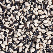 Calypso, Dry Bush Beans - BoxGardenSeedsLLC - Beans / Dry Beans - Seeds - USA Seller, Thank you for shopping here today, Naturally Grown GMO Free Seeds, Heirloom Open Pollinated Seeds, Fresh Top Quality Premium Seeds
