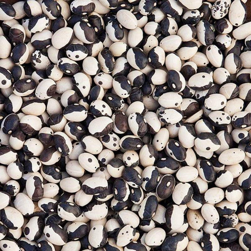 Calypso, Dry Bush Beans - BoxGardenSeedsLLC - Beans / Dry Beans - Seeds - USA Seller, Thank you for shopping here today, Naturally Grown GMO Free Seeds, Heirloom Open Pollinated Seeds, Fresh Top Quality Premium Seeds