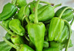 Padron, Hot Pepper, -- BoxGardenSeedsLLC -Peppers,Eggplants - Seeds