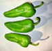 Padron, Hot Pepper, -- BoxGardenSeedsLLC -Peppers,Eggplants - Seeds