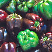 Gourmet Rainbow, Sweet Bell Pepper Mix - BoxGardenSeedsLLC - Peppers,Eggplants - Seeds - USA Seller, Thank you for shopping here today, Naturally Grown GMO Free Seeds, Heirloom Open Pollinated Seeds, Fresh Top Quality Premium Seeds