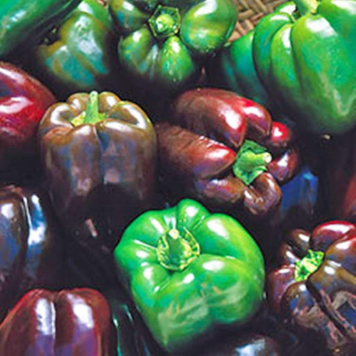 Gourmet Rainbow, Sweet Bell Pepper Mix, -- BoxGardenSeedsLLC -Peppers,Eggplants - Seeds