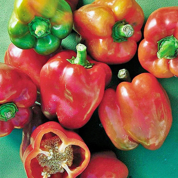 - BoxGardenSeedsLLC - Gourmet Rainbow, Sweet Bell Pepper Mix, - Peppers,Eggplants - Seeds