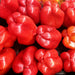 Gourmet Rainbow, Sweet Bell Pepper Mix, -- BoxGardenSeedsLLC -Peppers,Eggplants - Seeds