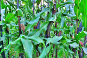Double Red, Sweet Corn - BoxGardenSeedsLLC - Corn - Seeds - USA Seller, Thank you for shopping here today, Naturally Grown GMO Free Seeds, Heirloom Open Pollinated Seeds, Fresh Top Quality Premium Seeds
