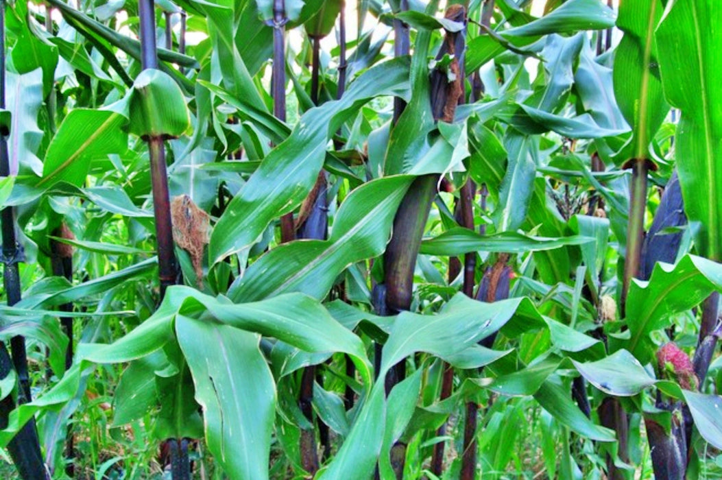 Double Red, Sweet Corn - BoxGardenSeedsLLC - Corn - Seeds - USA Seller, Thank you for shopping here today, Naturally Grown GMO Free Seeds, Heirloom Open Pollinated Seeds, Fresh Top Quality Premium Seeds
