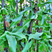 Double Red, Sweet Corn, - BoxGardenSeedsLLC -Corn - Seeds