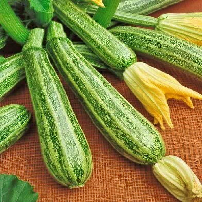 Italian Striped Zucchini, Summer Squash, -- BoxGardenSeedsLLC -Abundant Stock SALE - Seeds