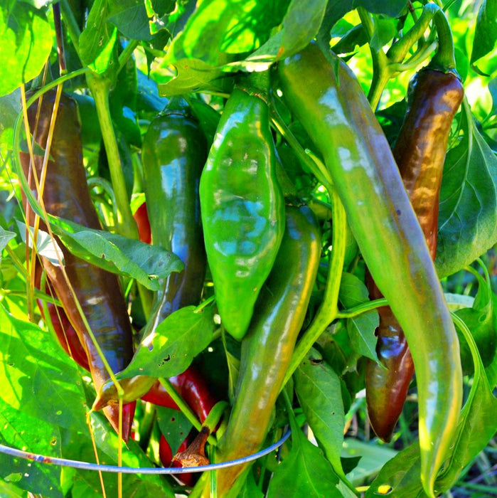 Hatch Mild Green NM-64, Hot Pepper - BoxGardenSeedsLLC - Peppers,Eggplants - Seeds - USA Seller, Thank you for shopping here today, Naturally Grown GMO Free Seeds, Heirloom Open Pollinated Seeds, Fresh Top Quality Premium Seeds