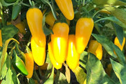 Lemon Spice, Jalapeno Pepper - BoxGardenSeedsLLC - Peppers,Eggplants - Seeds - Thank you for shopping here today, Non GMO Seeds, Naturally Grown Seeds, Grown to Organic Standards, Heirloom Seeds, Open Pollinated Seeds, Fresh Premier Seeds, USA Seller