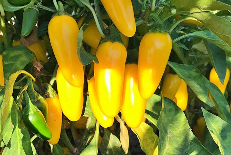 Lemon Spice, Jalapeno Pepper - BoxGardenSeedsLLC - Peppers,Eggplants - Seeds - Thank you for shopping here today, Non GMO Seeds, Naturally Grown Seeds, Grown to Organic Standards, Heirloom Seeds, Open Pollinated Seeds, Fresh Premier Seeds, USA Seller