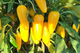 - BoxGardenSeedsLLC - Lemon Spice Jalapeno Pepper Seeds / Heirloom Open PollinatedNon-GMO - Peppers,Eggplants - Seeds