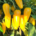 Lemon Spice, Jalapeno Pepper, -- BoxGardenSeedsLLC -Peppers,Eggplants - Seeds