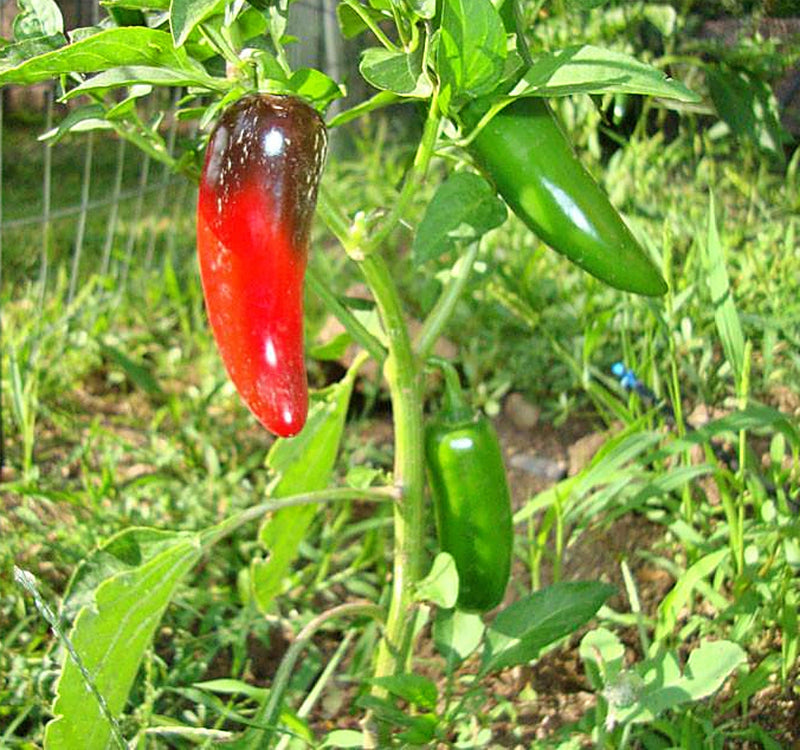 Craig's Grande Jalapeno, Hot Pepper - BoxGardenSeedsLLC - Peppers,Eggplants - Seeds - USA Seller, Thank you for shopping here today, Naturally Grown GMO Free Seeds, Heirloom Open Pollinated Seeds, Fresh Top Quality Premium Seeds