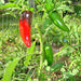 Craig's Grande Jalapeno, Hot Pepper, - BoxGardenSeedsLLC -Peppers,Eggplants - Seeds