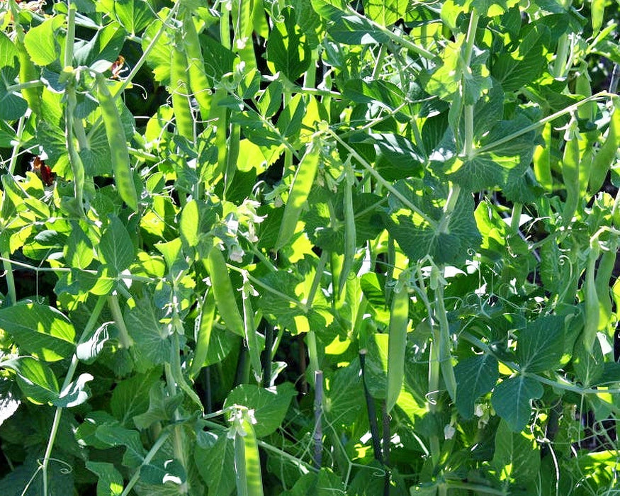 Maxigolt, Peas, -- BoxGardenSeedsLLC -Peas - Seeds