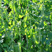 Maxigolt, Peas, - BoxGardenSeedsLLC -Peas - Seeds