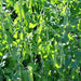 Green Arrow, Peas, - BoxGardenSeedsLLC -Abundant Stock SALE - Seeds