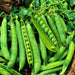 Green Arrow, Peas, - BoxGardenSeedsLLC -Abundant Stock SALE - Seeds