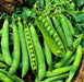 Green Arrow, Peas, -- BoxGardenSeedsLLC -Peas - Seeds