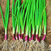 Red Baron Bunching Onion Seeds - Heirloom Garden Non-GMO 100+ Seeds Red Buncher - BoxGardenSeedsLLC -Onions,Leeks - Seeds