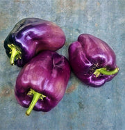 Gourmet Rainbow, Sweet Bell Pepper Mix - BoxGardenSeedsLLC - Peppers,Eggplants - Seeds - USA Seller, Thank you for shopping here today, Naturally Grown GMO Free Seeds, Heirloom Open Pollinated Seeds, Fresh Top Quality Premium Seeds
