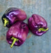 Gourmet Rainbow, Sweet Bell Pepper Mix, -- BoxGardenSeedsLLC -Peppers,Eggplants - Seeds