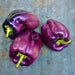 Gourmet Rainbow, Sweet Bell Pepper Mix, - BoxGardenSeedsLLC -Peppers,Eggplants - Seeds