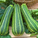 Italian Striped Zucchini, Summer Squash, - BoxGardenSeedsLLC -Abundant Stock SALE - Seeds