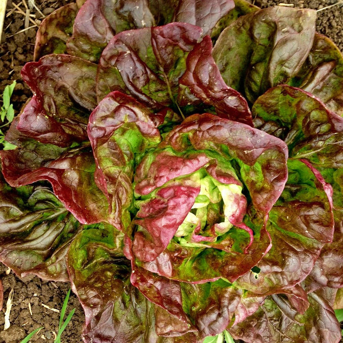 Yugoslavian Red, Lettuce, -- BoxGardenSeedsLLC -Lettuce - Seeds