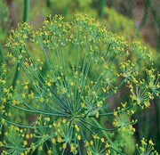 Dill Bouquet, Herb - BoxGardenSeedsLLC - Culinary/Medicinal Herbs - Seeds - USA Seller, Thank you for shopping here today, Naturally Grown GMO Free Seeds, Heirloom Open Pollinated Seeds, Fresh Top Quality Premium Seeds