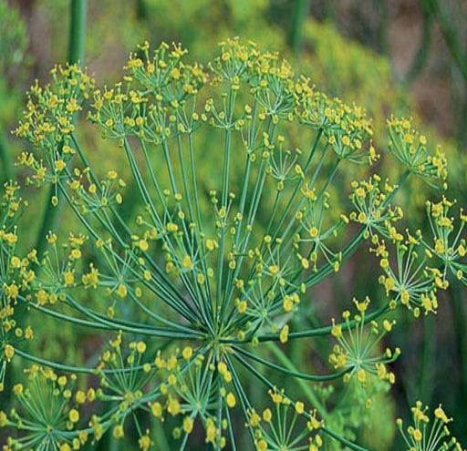 Dill Bouquet, Herb, -- BoxGardenSeedsLLC -Culinary/Medicinal Herbs - Seeds